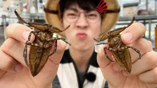 멸종위기 '물장군'연구소 탐방기! 엄청 크다..