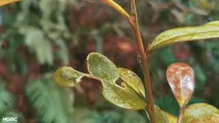 Macro live 08. 2021