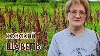 КОНСКИЙ ЩАВЕЛЬ – НЕТ ПОНОСАМ!