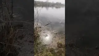Джек рассел терьер