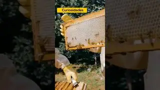 ¿Sabías que comen las abejas? 🐝 #abejas #miel #curiosidades