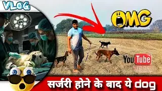 surgery के बाद Dog की movement केसी हैं vlog #BelgianMalinois #workinggermanshephard
