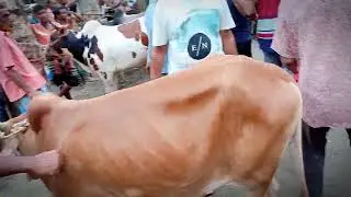 কত দিয়ে কিনছেন #সাজনপুর গরু বাজার #নিকলী#কিশোরগঞ্জ#all_vlogs_plogs