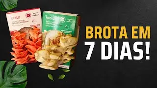 TRANSFORME sua casa em uma FÁBRICA DE COGUMELOS com a BROTA!