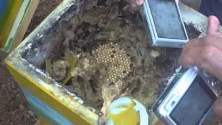 Manejo meliponíneos 10/14