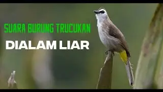 Suara Burung Trucuk/merbah