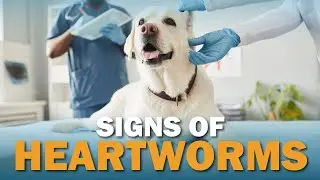 Signs Your Dog May Have Heartworms | Talkin' Dogs