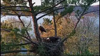 Trempealeau Eagles 11-2-24 Mr & Mrs T are home