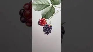 Raspberry painting #watercoloring #watercolorpainting #painting #everydaywatercolor #paint