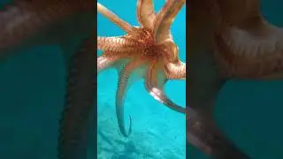 What is the scientific name of octopus?