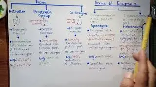 Introduction To Enzymes | Characteristics Of Enzymes | Class 11