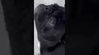 Pugs Eating Ham