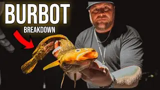 MASSIVE Numbers of BURBOT In The Summer Is POSSIBLE!