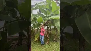 Я Банан!! Я банан банан😂🍌🍌🍌 