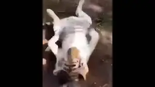 🐯