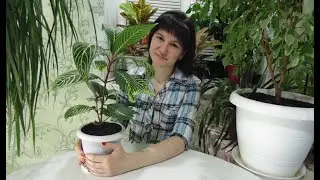 Санхеция. Уход. Пересадка.
