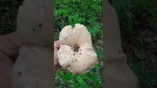 പാവകൂൺ #shorts Wild Mushroom