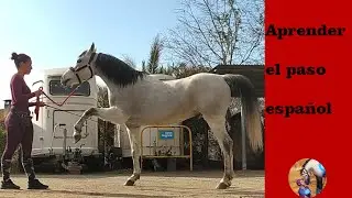 APRENDER a hacer el PASO ESPAÑOL🐴