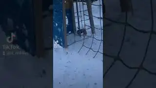 собака чайка