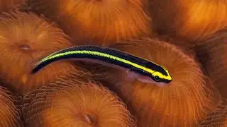 This Cleaner Fish Steals Food From Christmas Tree Worms