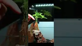 NEW Mini DESK AQUARIUM Without a Filter!