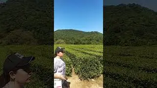 Чайные плантации в Лазаревском районе.Чай Адам