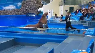Высступление моржа и его тренера