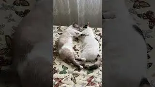 Они такие же как мы.. только лучше🥰