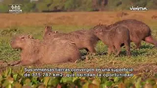 Los Llanos Venezolanos