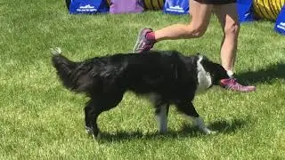 East Idaho Spring Classic dog show held this weekend