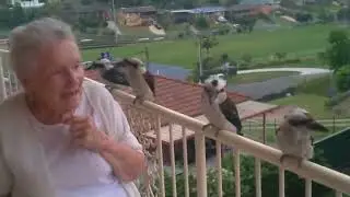 Feeding Kookaburras at Nambucca Heads
