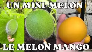 Un Mini-Melon de la Taille d'une Pomme et de la Couleur d'un Citron : le Melon Mango | Vine peach
