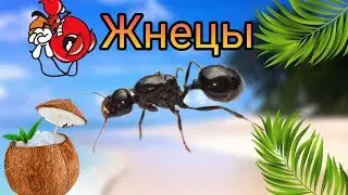 КАК УХАЖИВАТЬ ЗА МУРАВЬЯМИ ЖНЕЦАМИ? Messor structor (муравей жнец)!