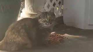 Bob The Cat Eating