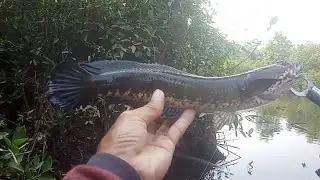 Casting ikan gabus dirawa ini selalu ada strike