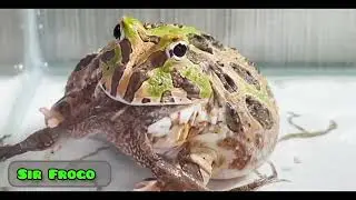 Two Massive African Bullfrogs sharing a meal! **Live Feeding** Don't forget to like and Subscribe!