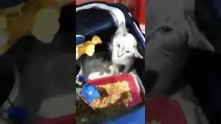 Эйлинка по пути домой.