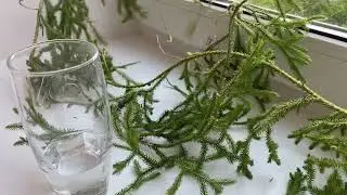 Эксперимент по изготовлению стабилизированного мха своими руками