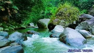 Peaceful River Sounds 🌿 Gentle Flowing Water & Forest Ambience for Sleep & Relaxation