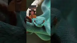 The Green Hell lukecaverns on tiktok