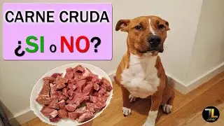 🥩¿Los PERROS pueden comer CARNE CRUDA?
