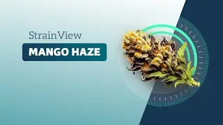 Mango Haze - StrainView