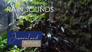 Morning rain, the sound of rain for a relaxed sleep - Rain sound to sleep