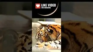 Interesting Tiger Facts
