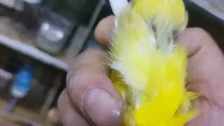 Kanaryalar Ne zaman eşe atılmalı ?