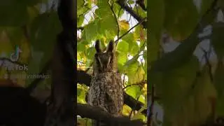 Наши совушки. #совы