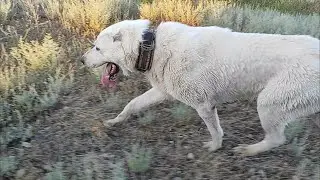 Georgian mountain DOG / ქართული მთის ძაღლი / Грузинская горная собака