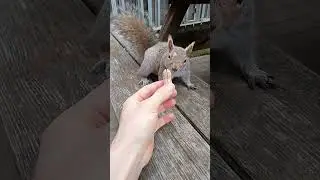 Hand Feeding Rose the Grey Squirrel #squirrel
