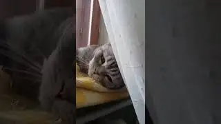 кот Осман 