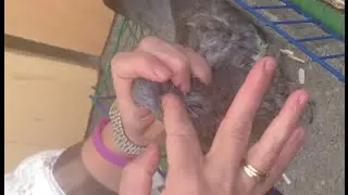 Gvonden Gewonde Duif: Mydoo (feeding process) How to feed a bird